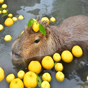 Capivara