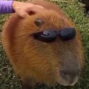 Capivara