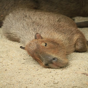 Capivara