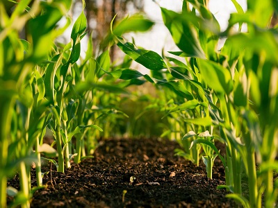 Agricultura regenerativa